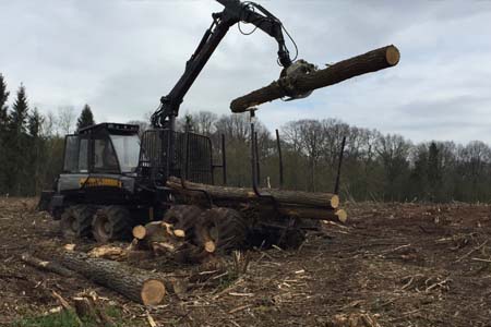 Abattage arbres Haute-Marne